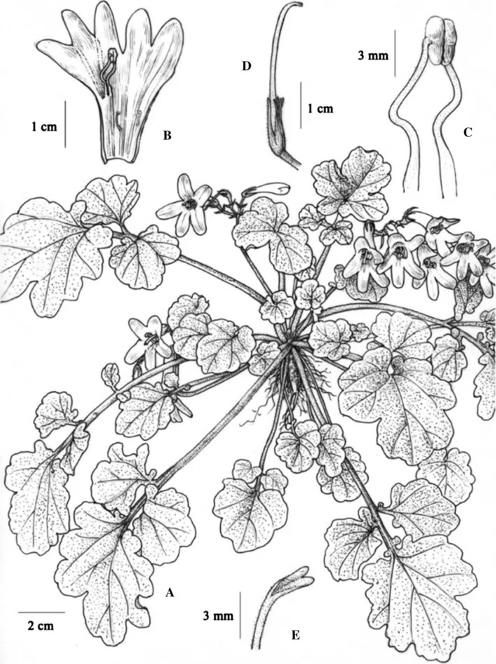 The newest published taxa of Gesneriaceae of China and/or nearby areas before 31 October, 2013