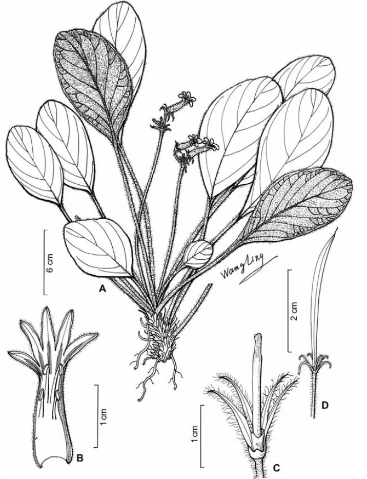 The newest published taxa of Gesneriaceae of China and/or nearby areas  before 30 November, 2013