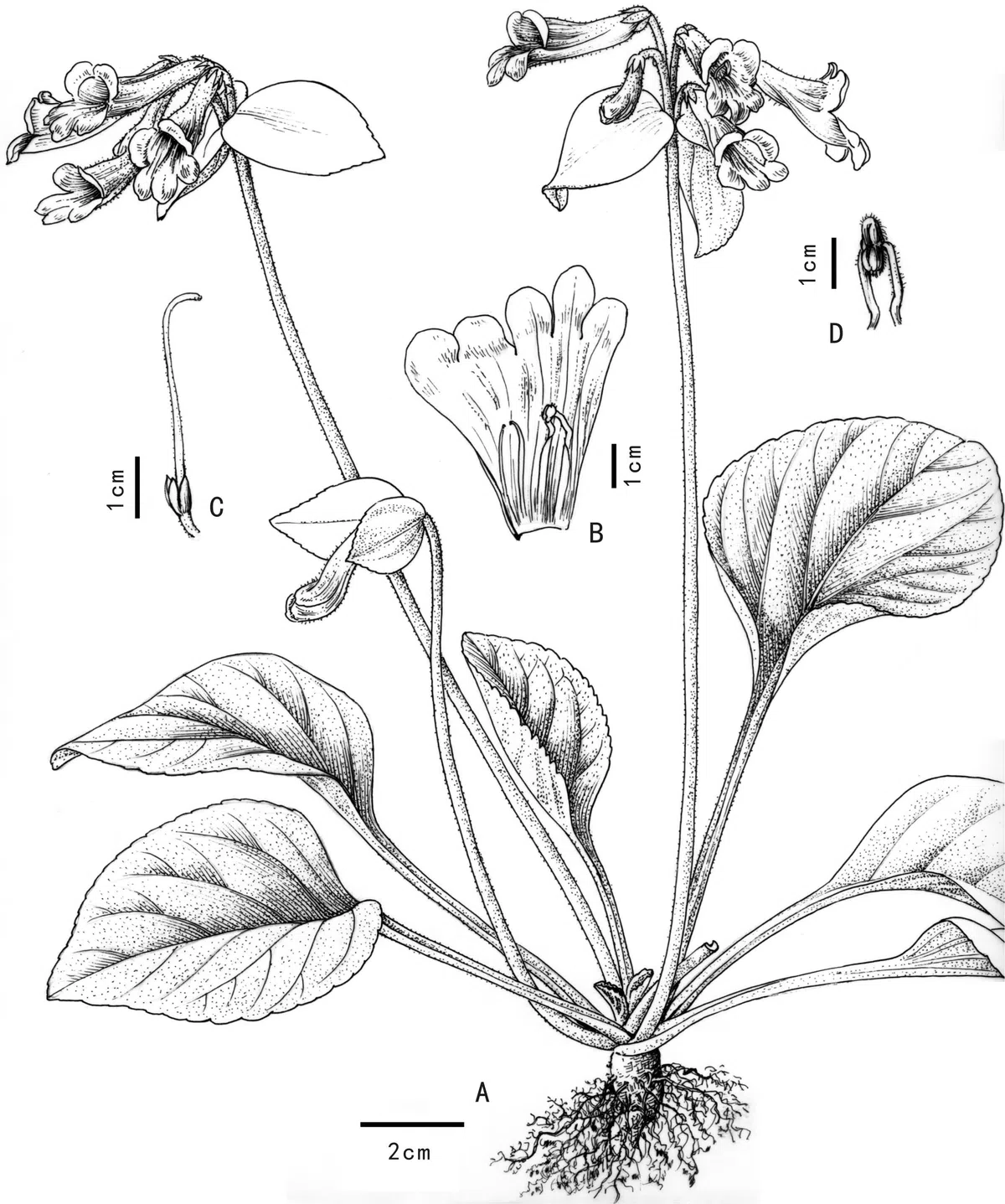 The newest published taxa of Gesneriaceae of China and/or nearby areas before 31 October, 2013