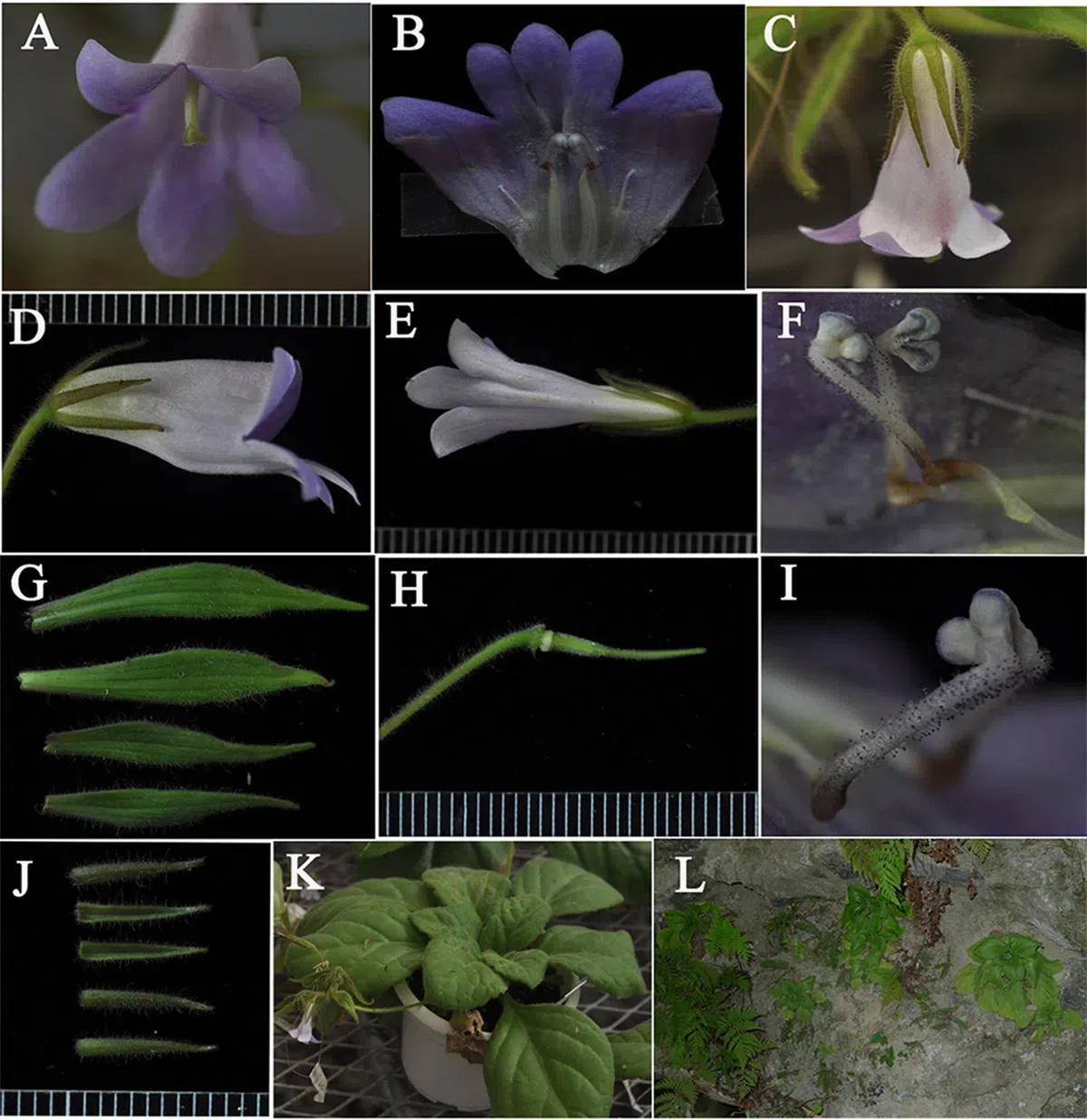 The newest published taxa of Gesneriaceae of China and/or nearby areas before 31 October, 2013