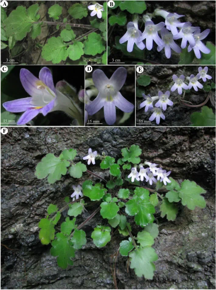 The newest published taxa of Gesneriaceae of China and/or nearby areas before 31 October, 2013