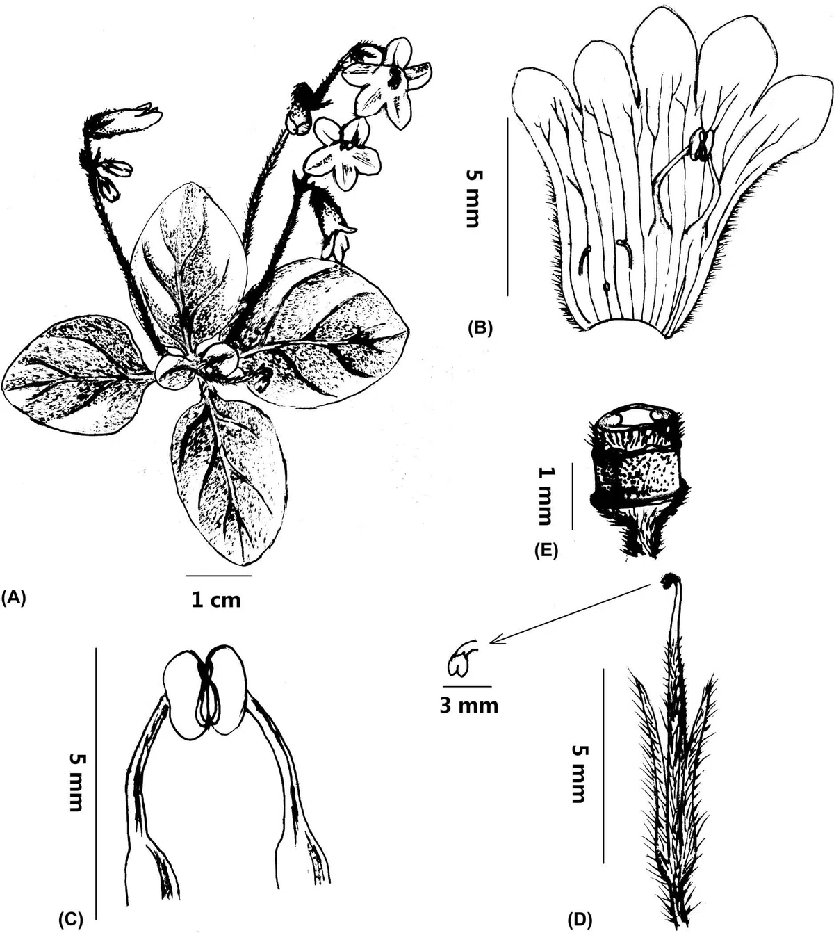 The newest published taxa of Gesneriaceae of China and/or nearby areas  before 31 December, 2013