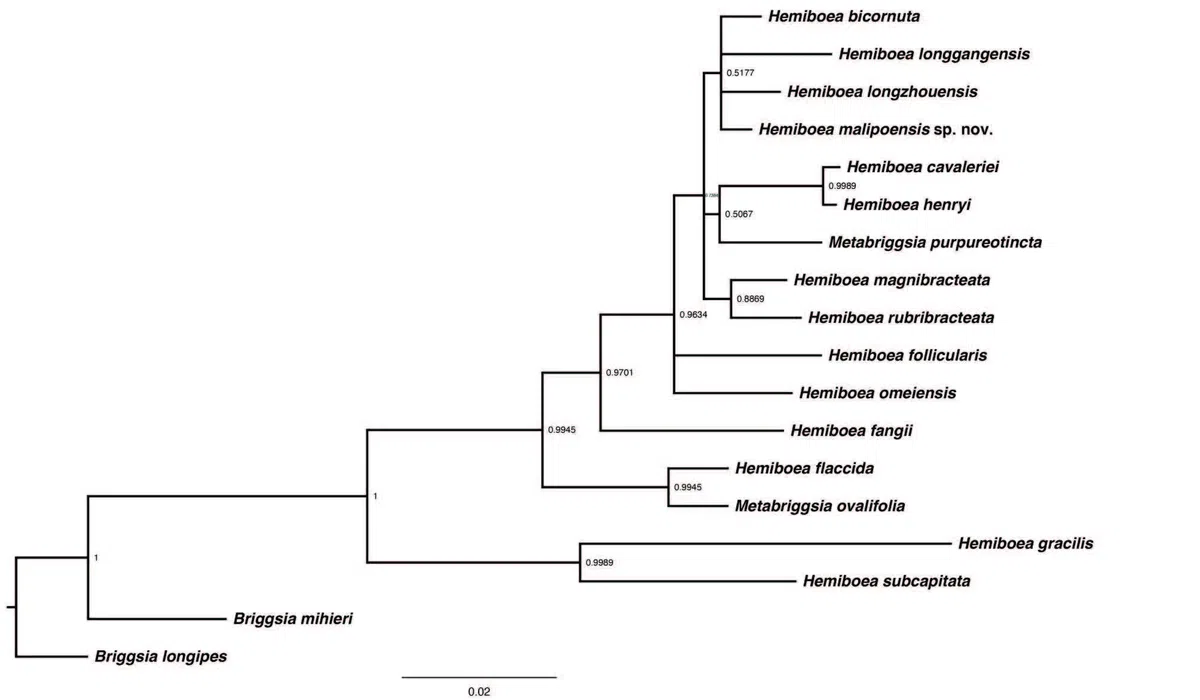 The newest published taxa of Gesneriaceae of China and/or nearby areas  before 30 March, 2014