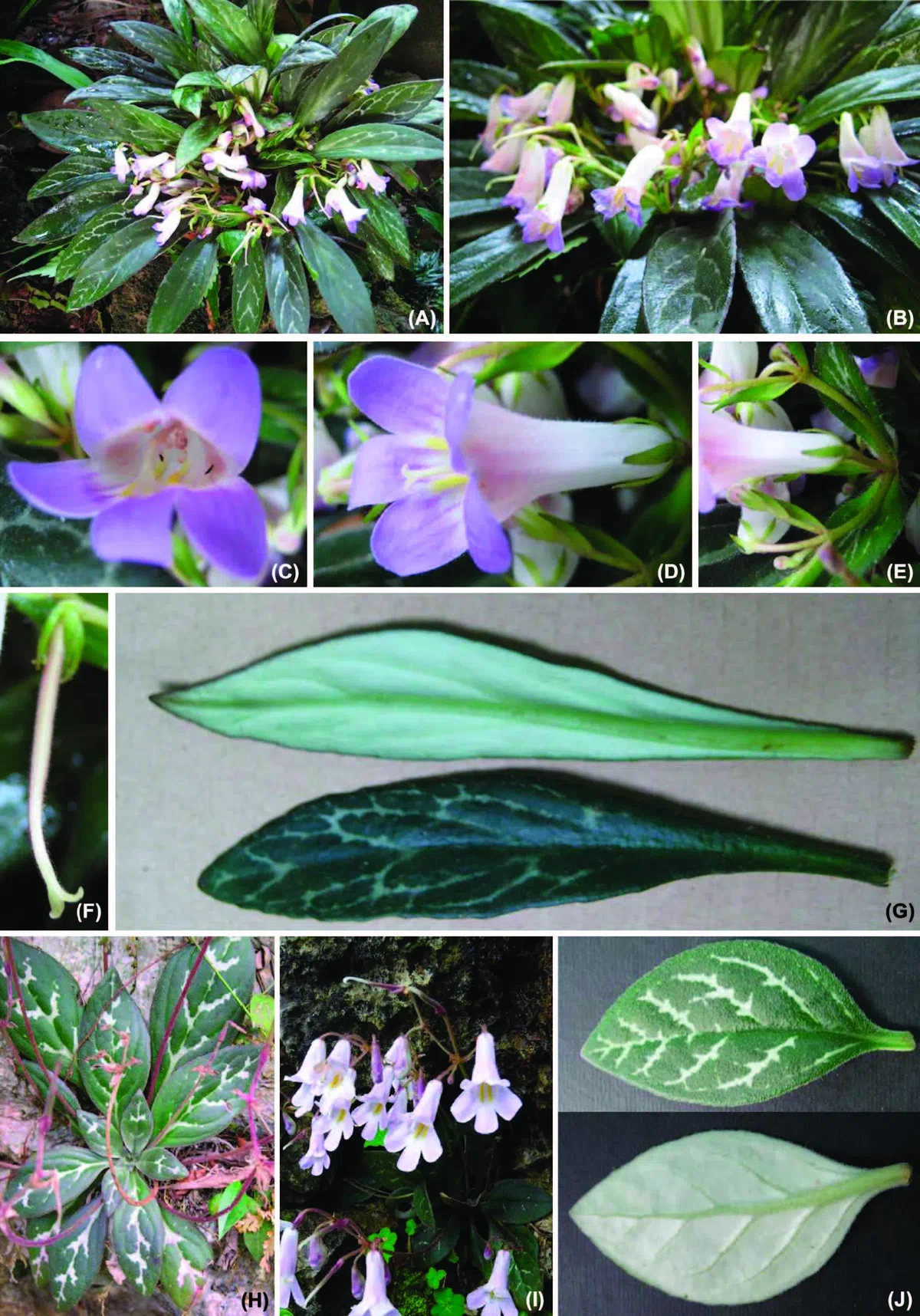 The newest published taxa of Gesneriaceae of China and/or nearby areas  before 30 November, 2013