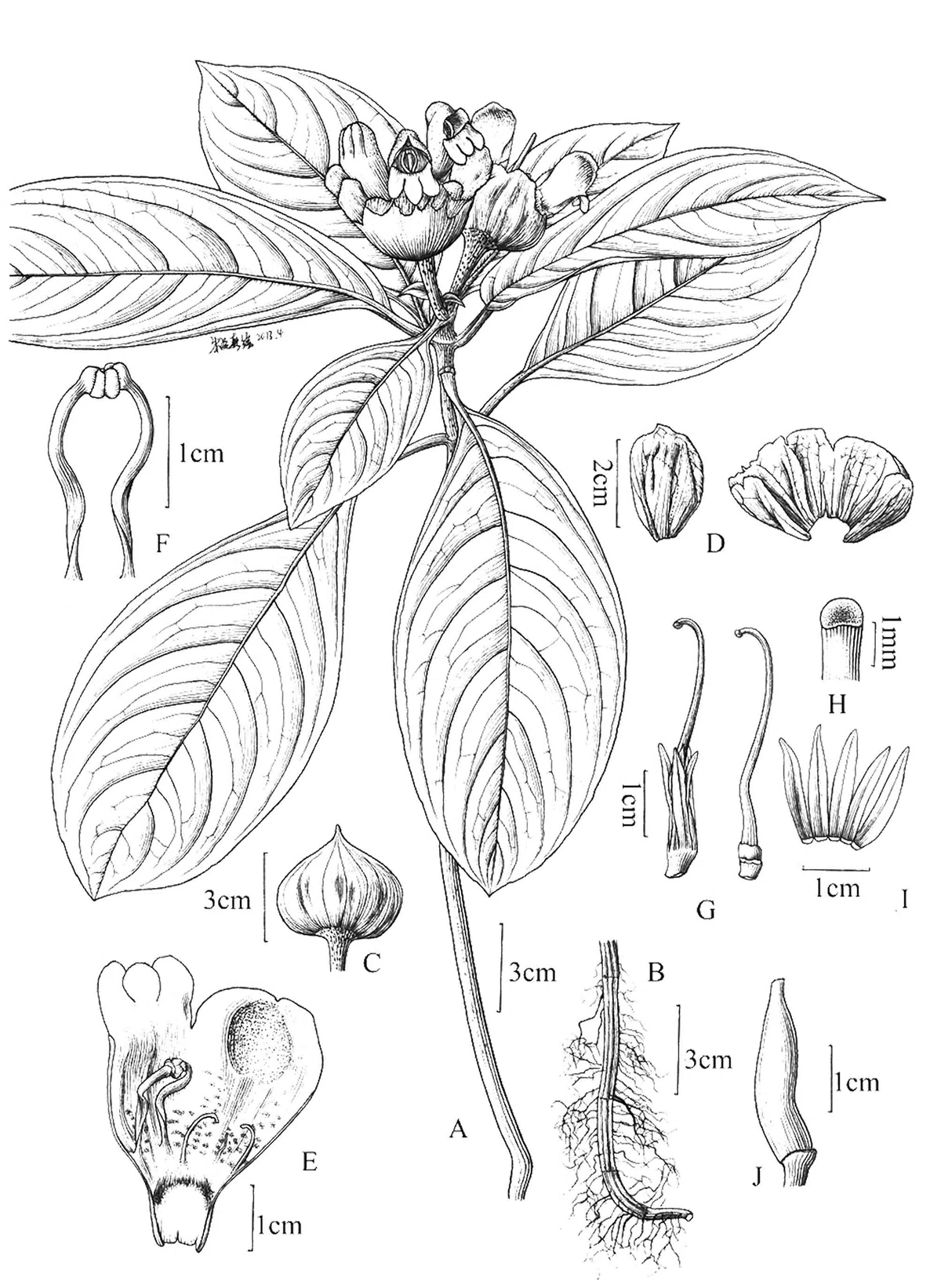 The newest published taxa of Gesneriaceae of China and/or nearby areas  before 30 March, 2014