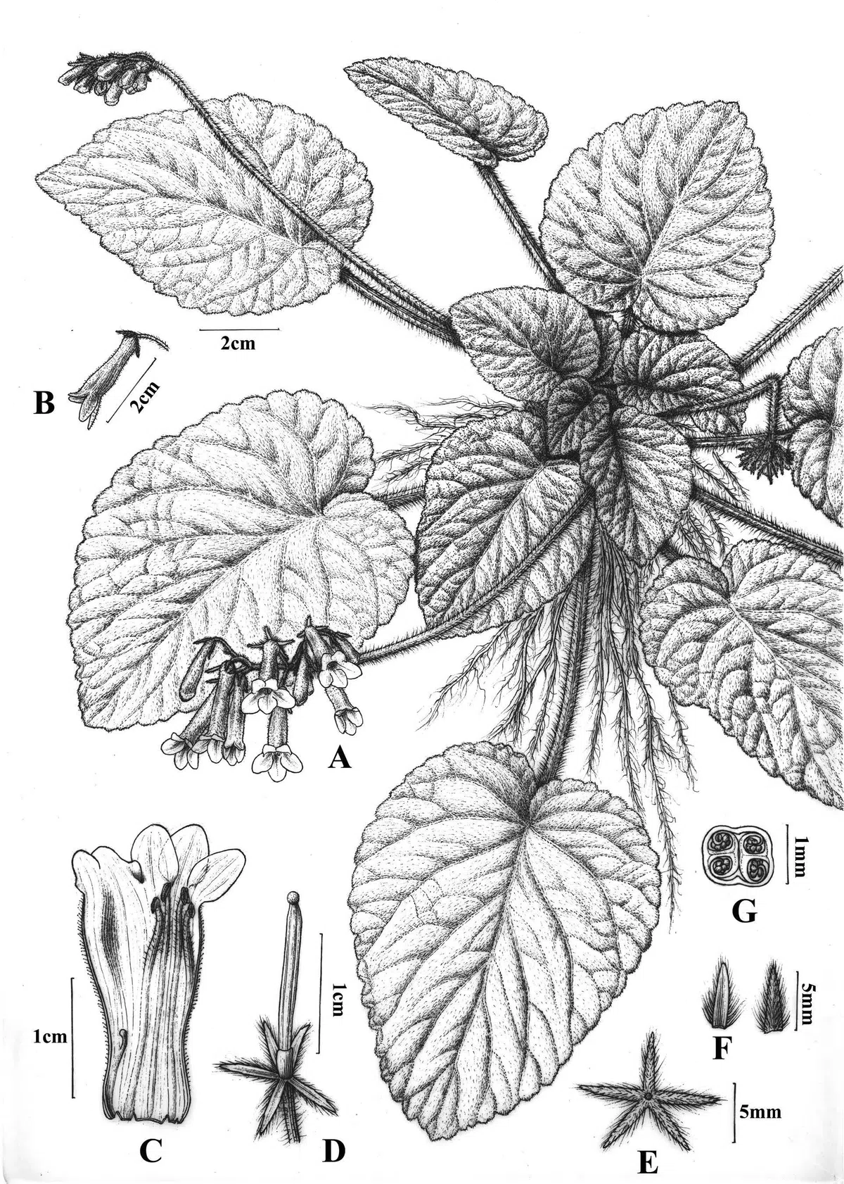 The newest published taxa of Gesneriaceae of China and/or nearby areas before 31 October, 2013