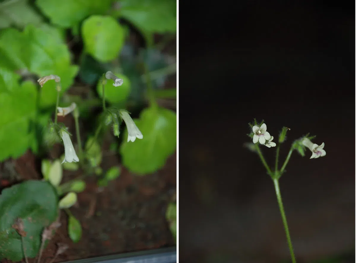 The newest published taxa of Gesneriaceae of China and/or nearby areas  before 28 February, 2014