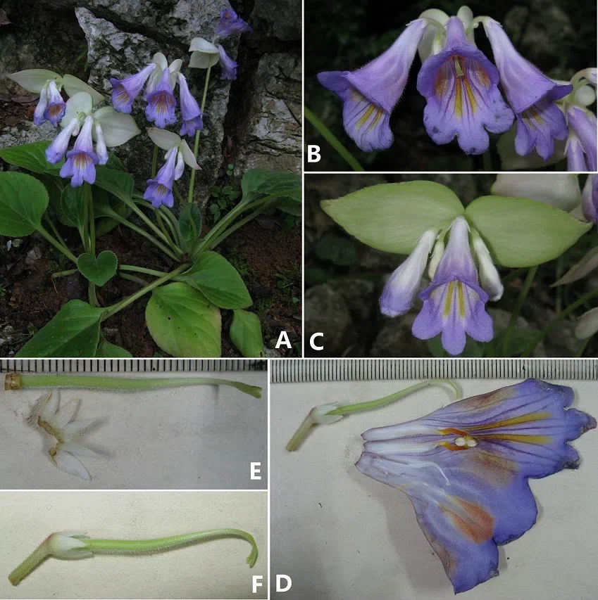 The newest published taxa of Gesneriaceae of China and/or nearby areas before 31 October, 2013