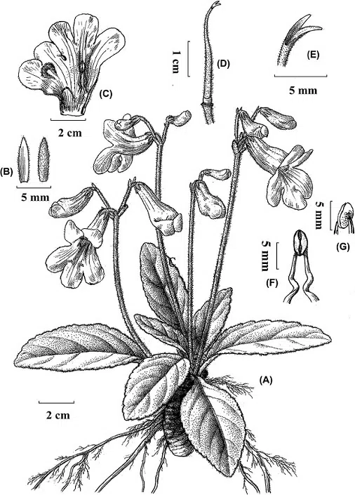 The newest published taxa of Gesneriaceae of China and/or nearby areas  before 30 September, 2014