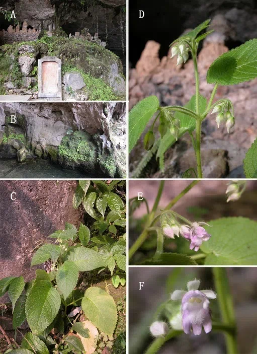 The newest published taxa of Gesneriaceae of China and/or nearby areas  before 30 June, 2014