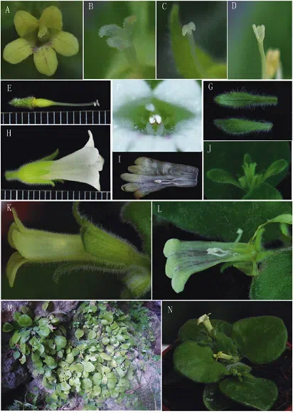 The newest published taxa of Gesneriaceae of China and/or nearby areas  before 30 September, 2014