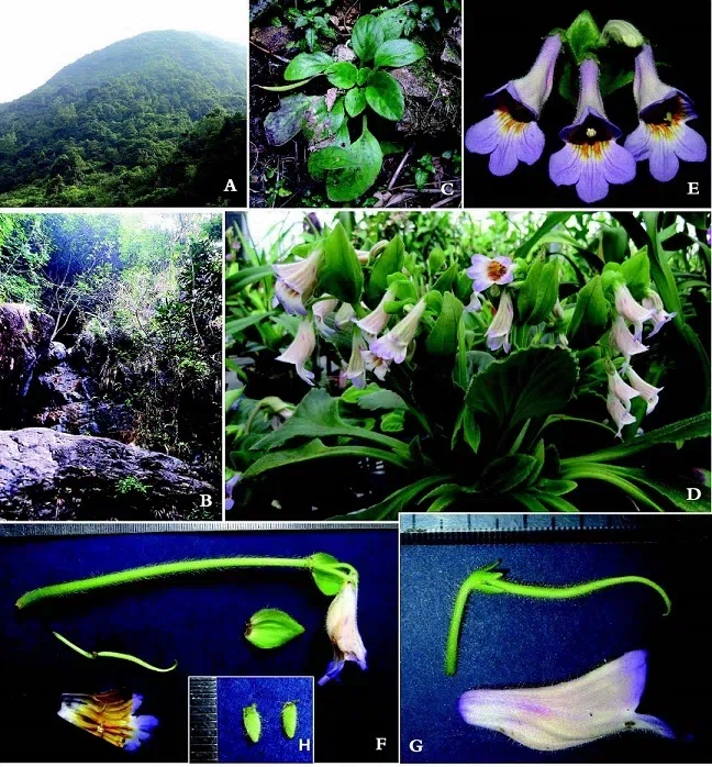 The newest published taxa of Gesneriaceae of China and/or nearby areas  before 30 June, 2014