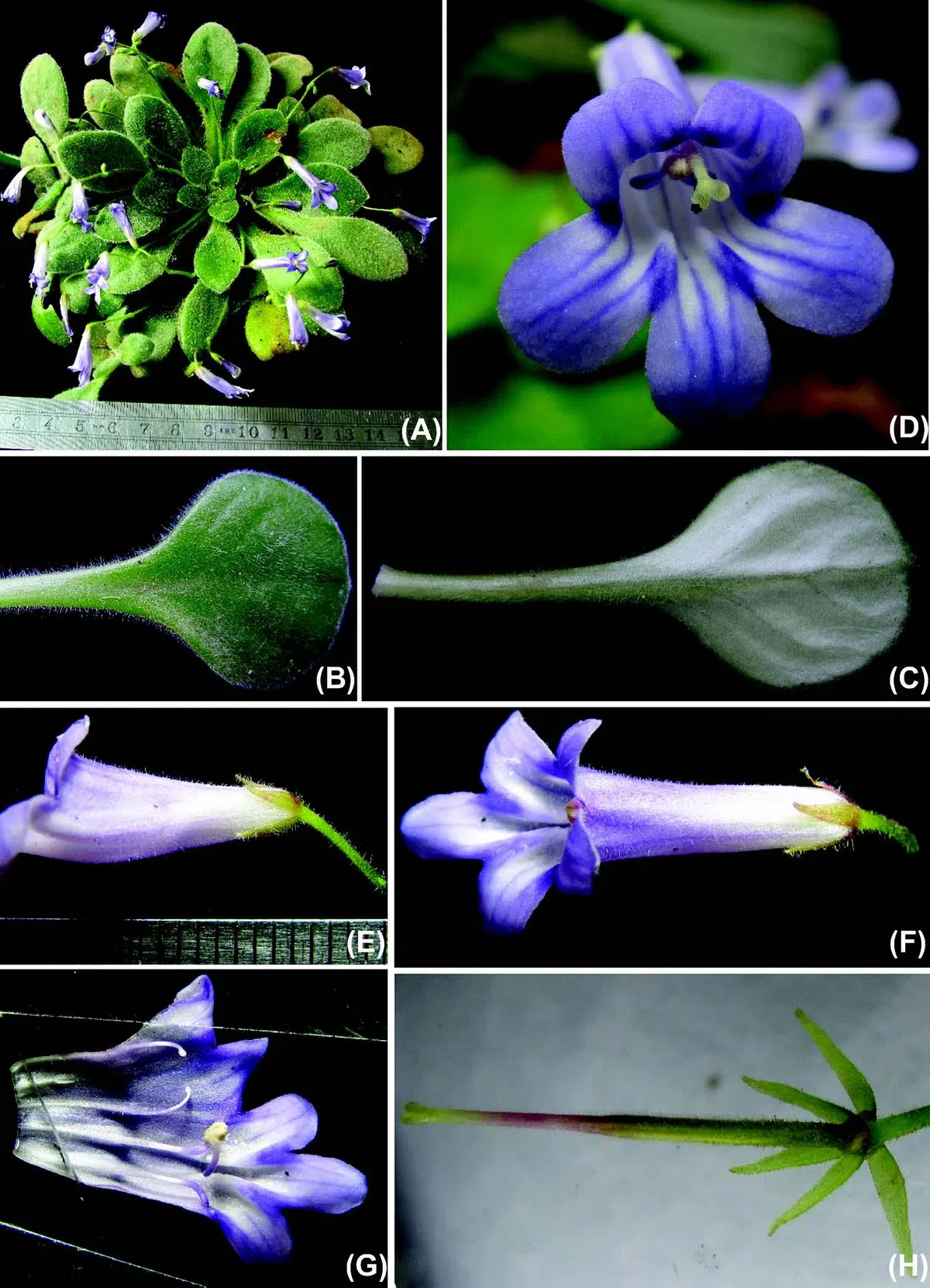 The newest published taxa of Gesneriaceae of China and/or nearby areas  before 30 September, 2014