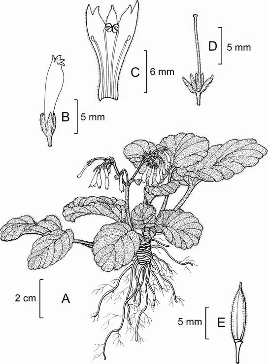 The newest published taxa of Gesneriaceae of China and/or nearby areas  before 31 May, 2014