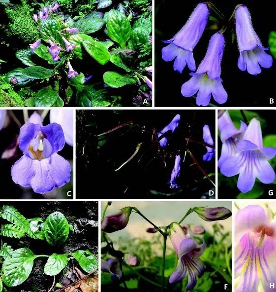 The newest published taxa of Gesneriaceae of China and/or nearby areas  before 30 June, 2014