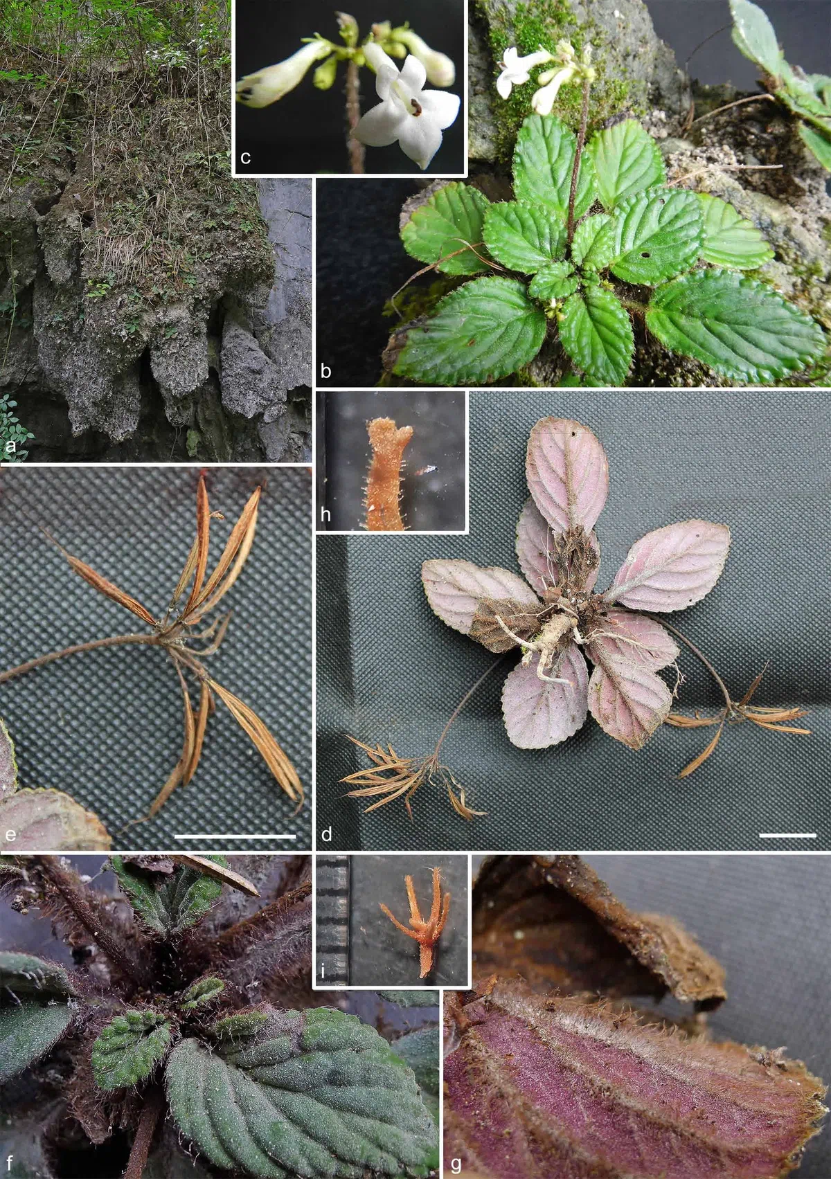 The newest published taxa of Gesneriaceae of China and/or nearby areas  before 30 June, 2014