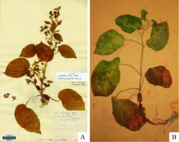 The newest published taxa of Gesneriaceae of China and/or nearby areas  before 30 June, 2014