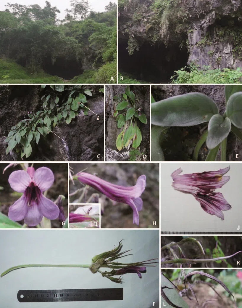 The newest published taxa of Gesneriaceae of China and/or nearby areas  before 30 June, 2014