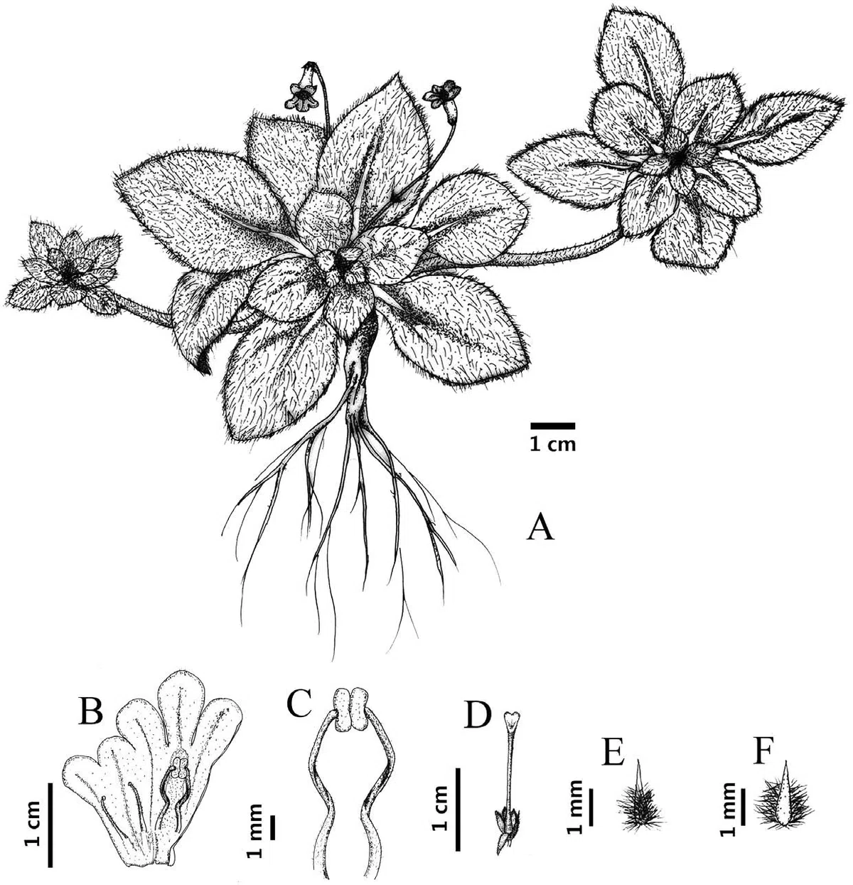 The newest published taxa of Gesneriaceae of China and/or nearby areas  before 30 June, 2014