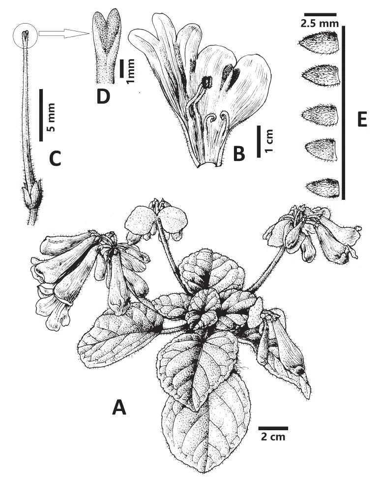 The newest published taxa of Gesneriaceae of China and/or nearby areas  before 30 June, 2014