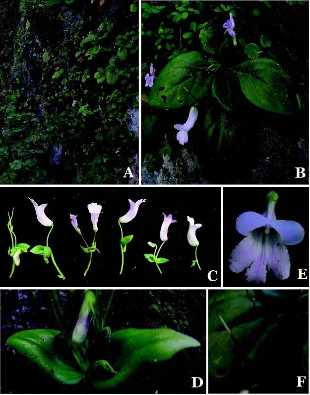 The newest published taxa of Gesneriaceae of China and/or nearby areas  before 30 June, 2014