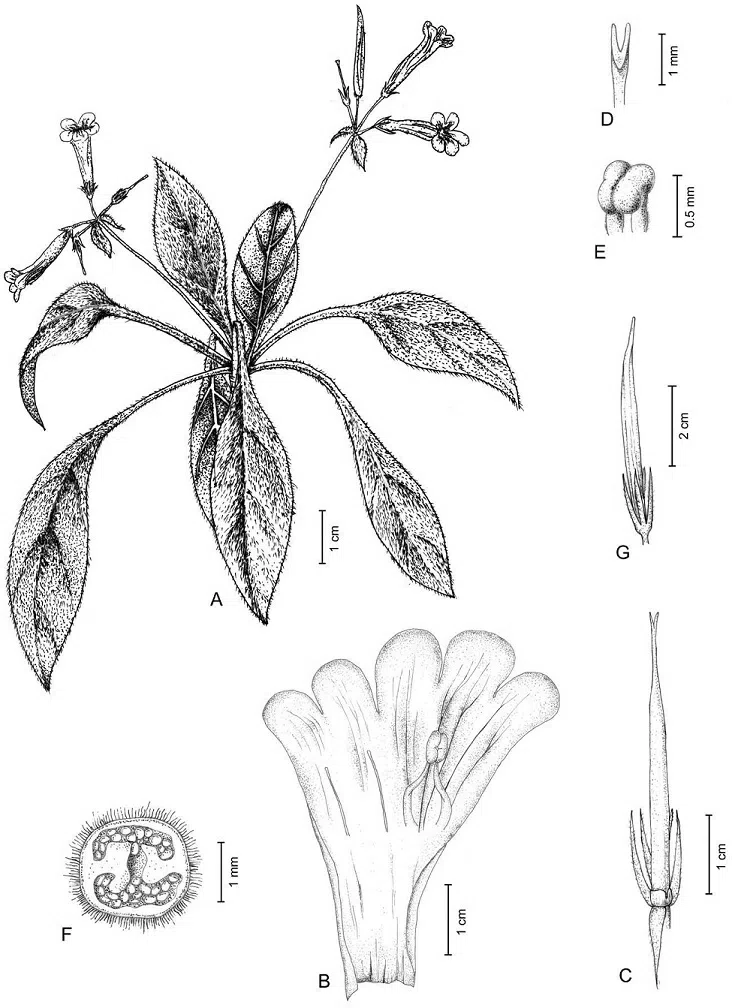 The newest published taxa of Gesneriaceae of China and/or nearby areas  before 30 June, 2014