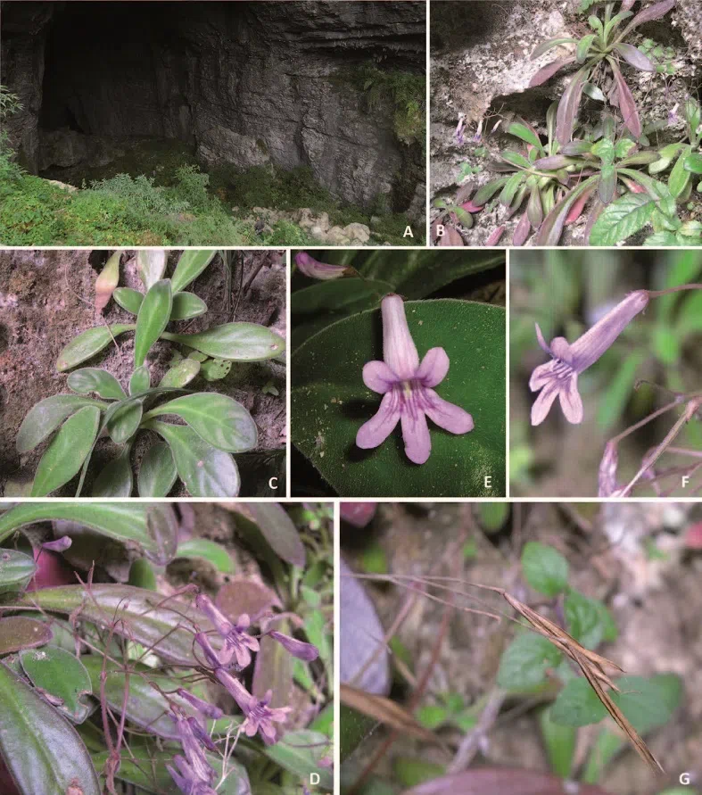 The newest published taxa of Gesneriaceae of China and/or nearby areas  before 30 June, 2014