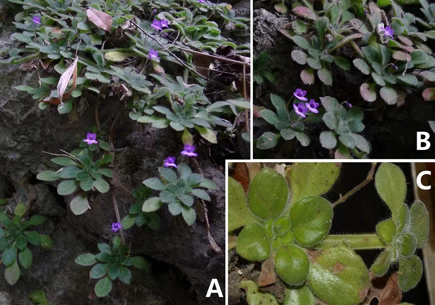 The newest published taxa of Gesneriaceae of China and/or nearby areas  before 30 June, 2014