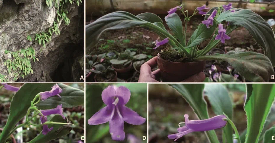 The newest published taxa of Gesneriaceae of China and/or nearby areas  before 30 June, 2014