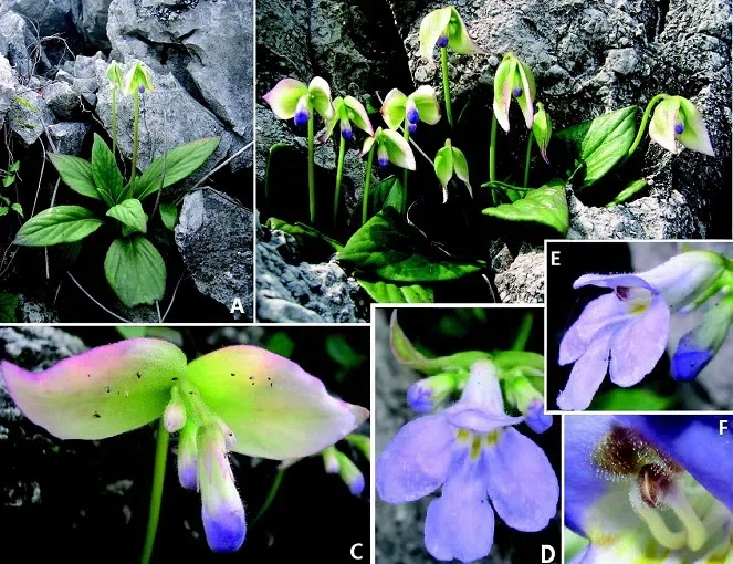 The newest published taxa of Gesneriaceae of China and/or nearby areas  before 30 June, 2014