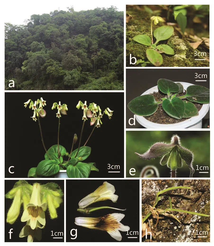 The newest published taxa of Gesneriaceae of China and/or nearby areas  before 30 September, 2014