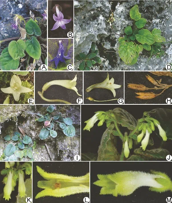 The newest published taxa of Gesneriaceae of China and/or nearby areas  before 31 May, 2014