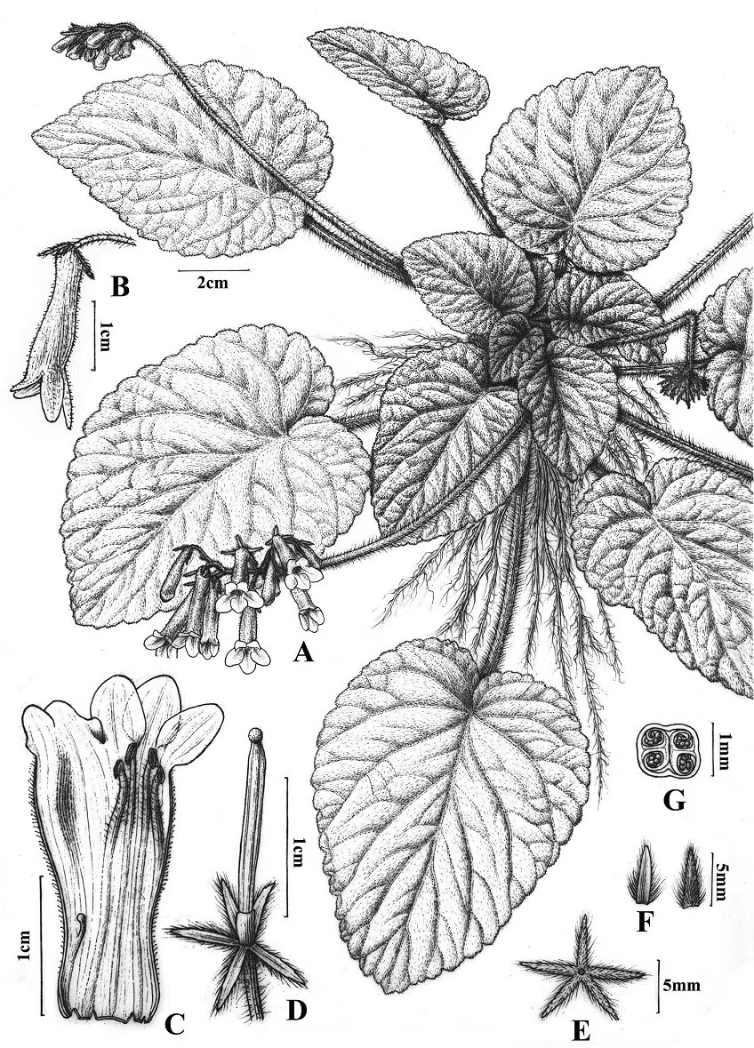 The newest published taxa of Gesneriaceae of China and/or nearby areas  before 31 May, 2014