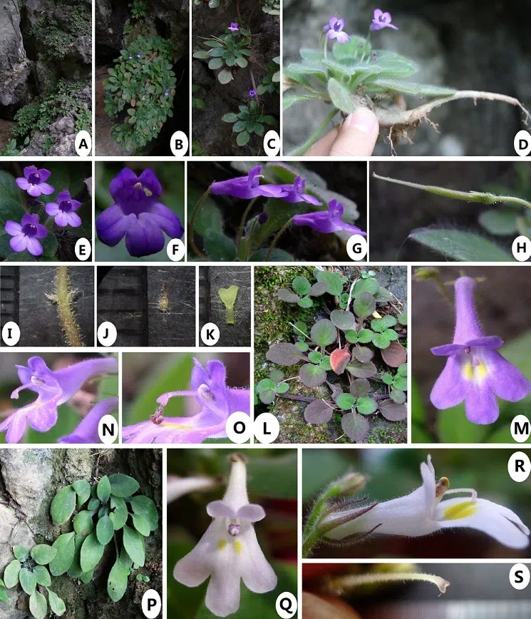 The newest published taxa of Gesneriaceae of China and/or nearby areas  before 30 June, 2014