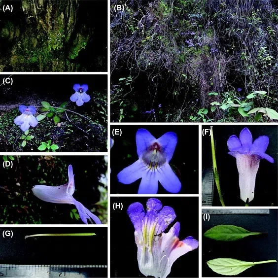 The newest published taxa of Gesneriaceae of China and/or nearby areas  before 30 September, 2014