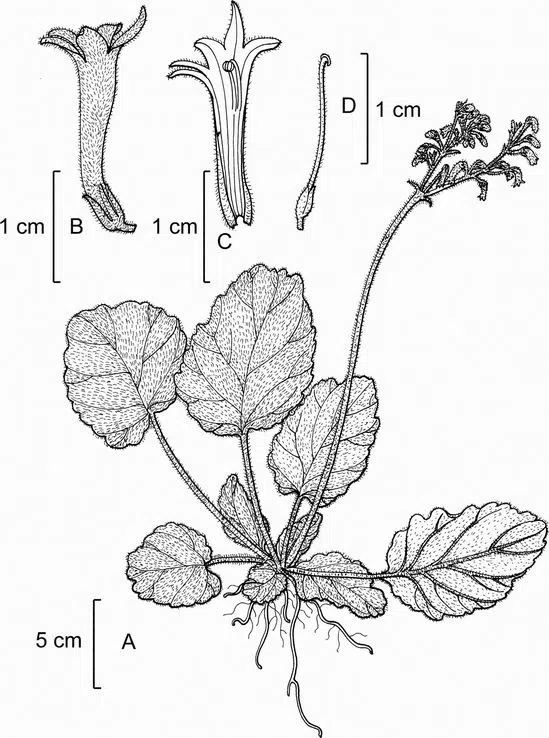 The newest published taxa of Gesneriaceae of China and/or nearby areas  before 31 May, 2014