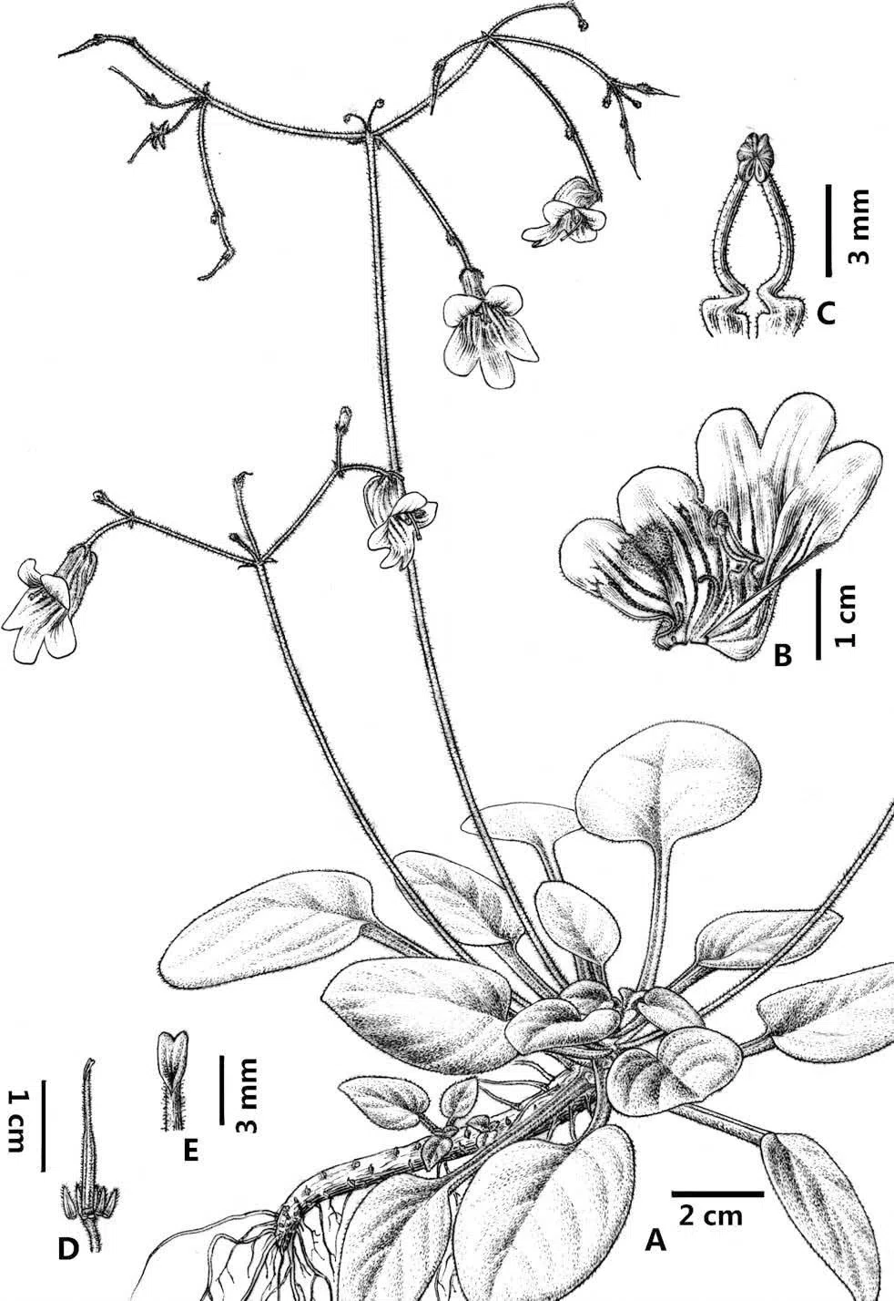 The newest published taxa of Gesneriaceae of China and/or nearby areas  before 30 June, 2014