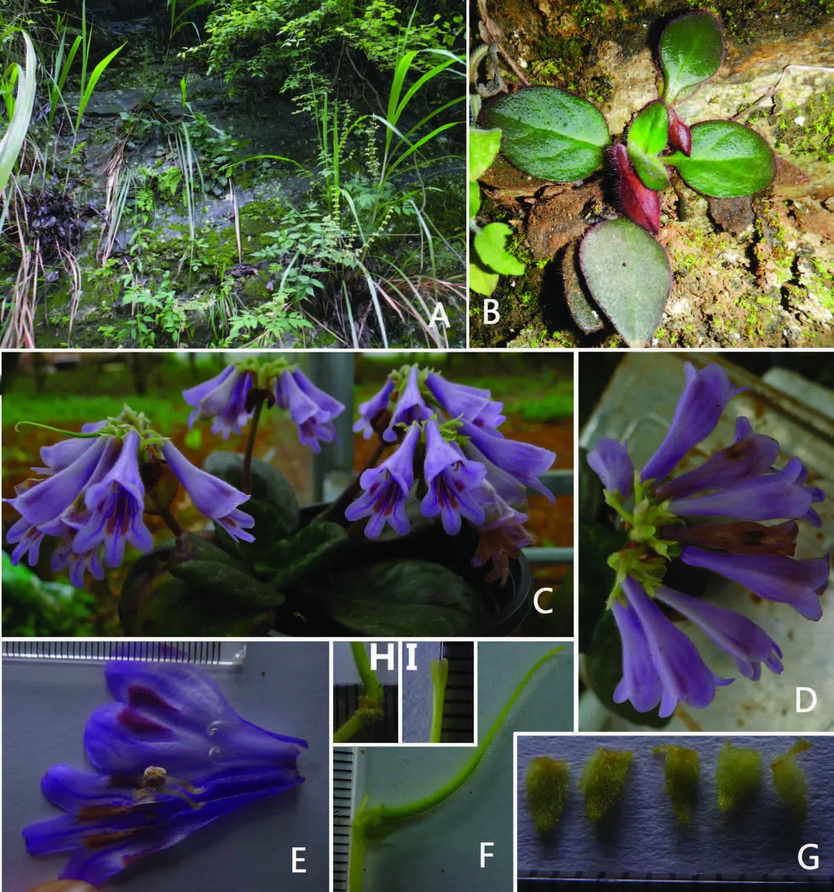 The newest published taxa of Gesneriaceae of China and/or nearby areas  before 30 June, 2014