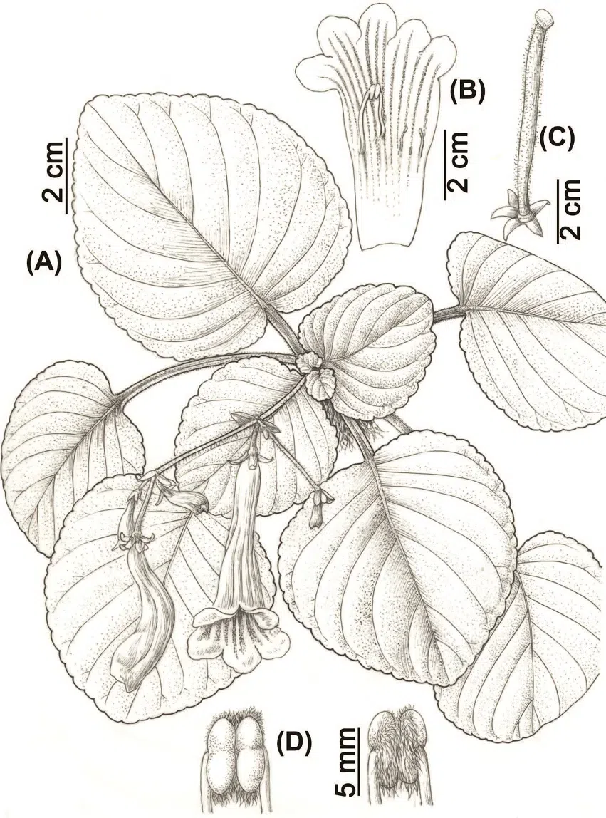 The newest published taxa of Gesneriaceae of China and/or nearby areas  before 30 March, 2014