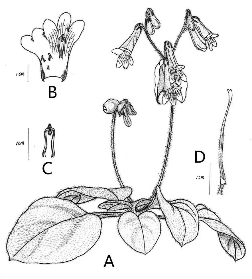 The newest published taxa of Gesneriaceae of China and/or nearby areas  before 30 September, 2014