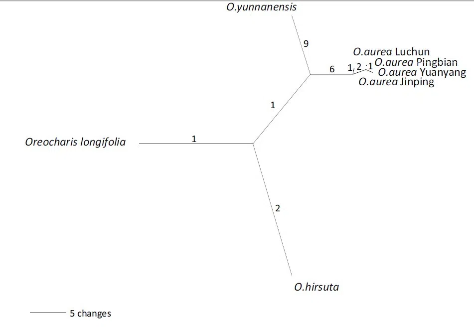 The newest published taxa of Gesneriaceae of China and/or nearby areas  before 31 May, 2014