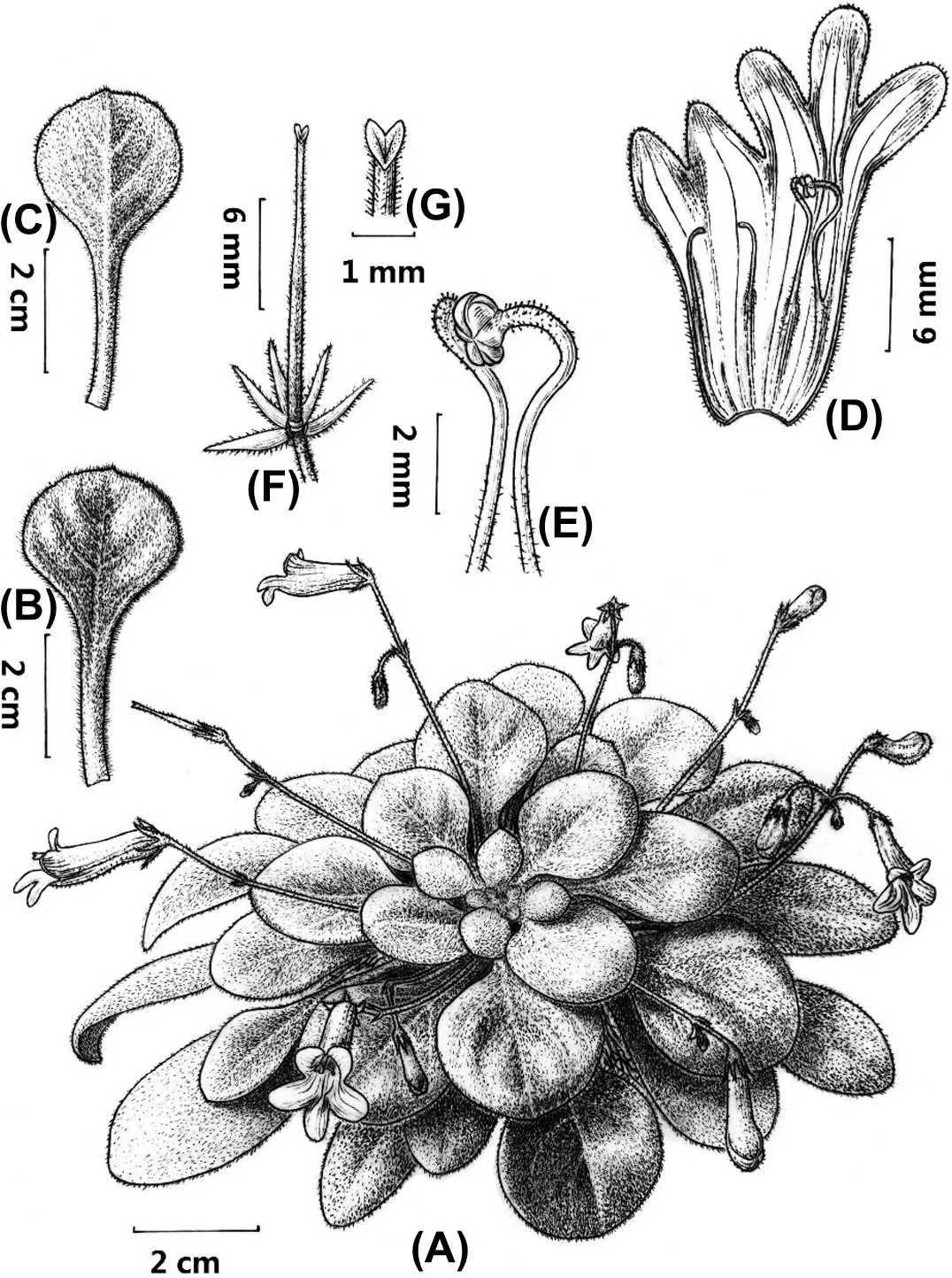 The newest published taxa of Gesneriaceae of China and/or nearby areas  before 30 September, 2014