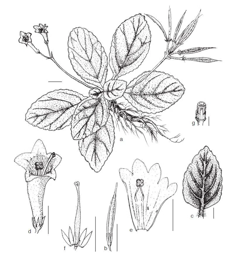 The newest published taxa of Gesneriaceae of China and/or nearby areas  before 30 June, 2014