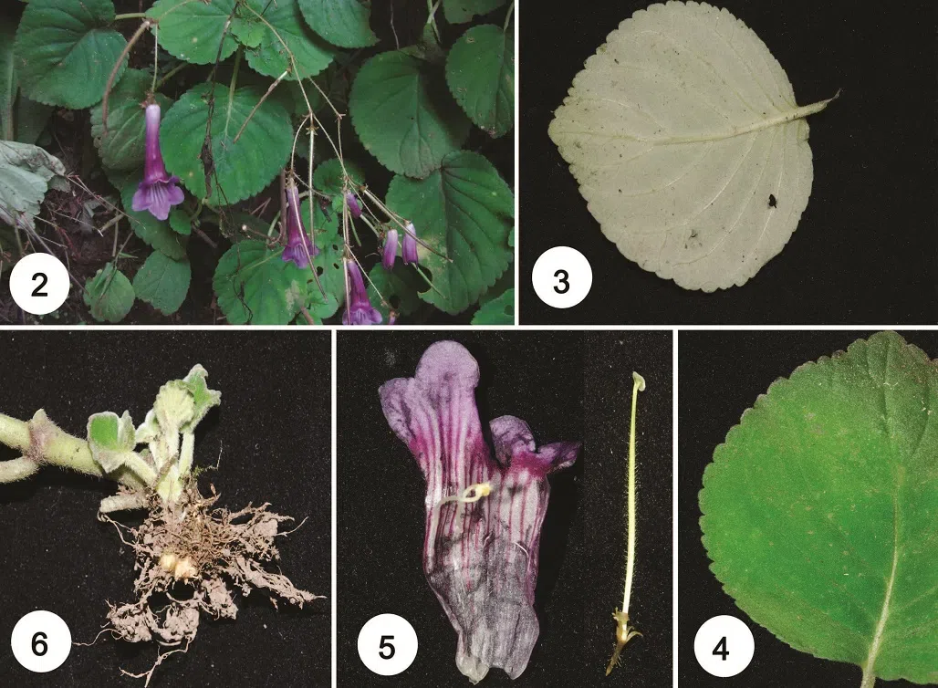 The newest published taxa of Gesneriaceae of China and/or nearby areas  before 30 March, 2014