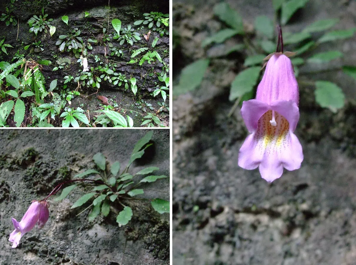 The newest published taxa of Gesneriaceae of China and/or nearby areas  before 30 June, 2014