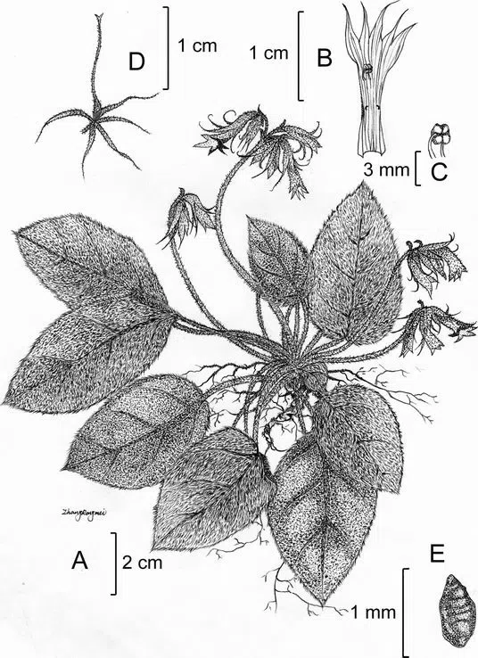 The newest published taxa of Gesneriaceae of China and/or nearby areas  before 31 May, 2014