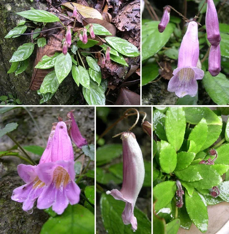 The newest published taxa of Gesneriaceae of China and/or nearby areas  before 30 June, 2014