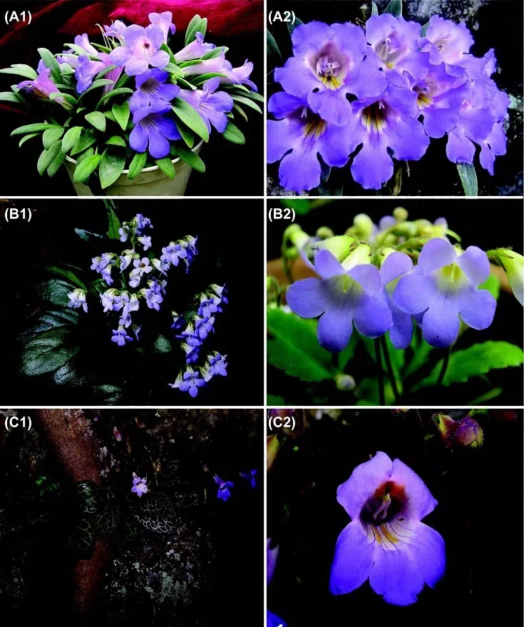 The newest published taxa of Gesneriaceae of China and/or nearby areas  before 30 September, 2014