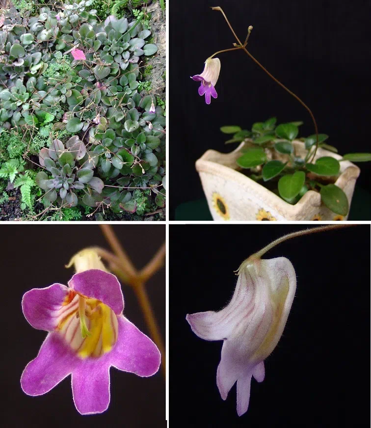 The newest published taxa of Gesneriaceae of China and/or nearby areas  before 30 June, 2014