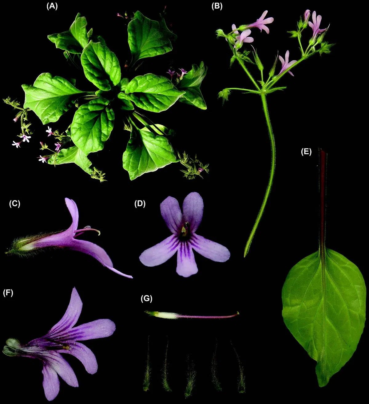 The newest published taxa of Gesneriaceae form China before 31 December 2017 (11)